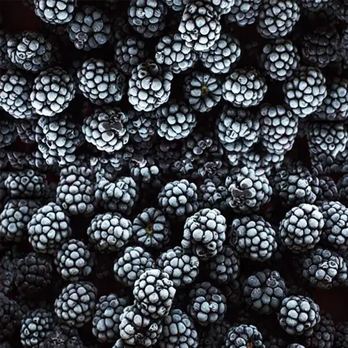 Blackberries frozen whole