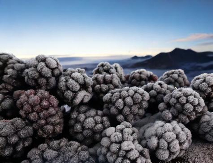 Blackberry